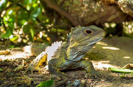 Tuatara: New Zealand reptiles