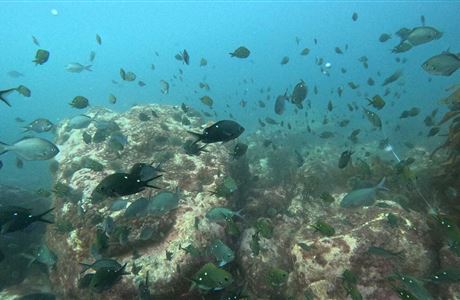 Hauraki Gulf/Tīkapa Moana marine protected areas