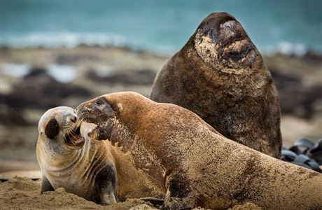 Biology of New Zealand sea lion