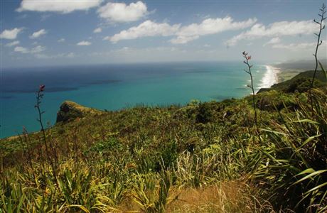 Maunganui Bluff Track