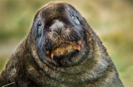 Legislation about New Zealand sea lion