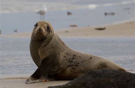 History of New Zealand sea lion
