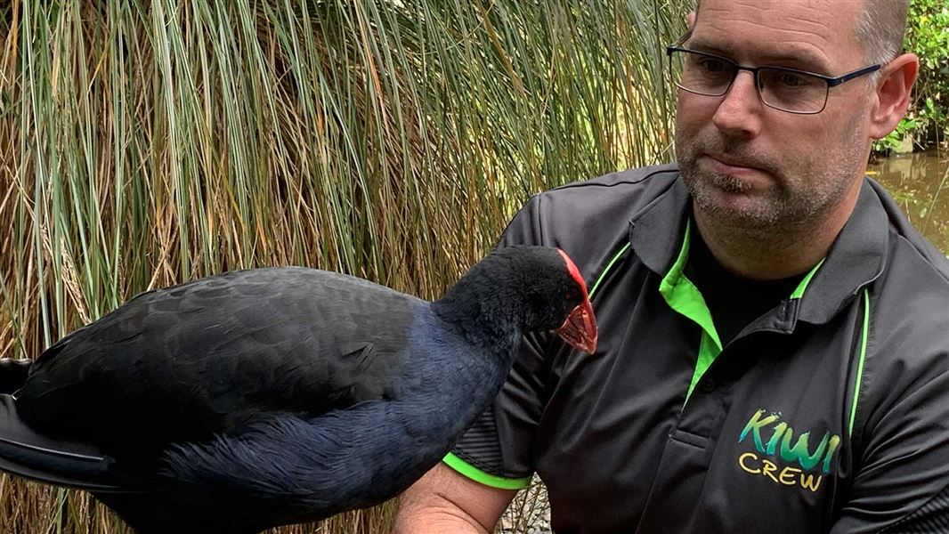 Otorohanga Kiwi House’s Mat Ronaldon with a pukeko.