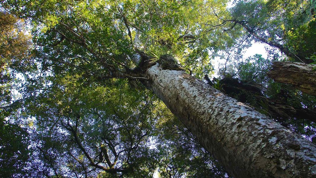 Looking up the trunk of a large kauri tree toward a crown of branches.