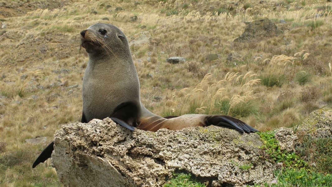 NZ fur seal pup, Otago Peninsula.