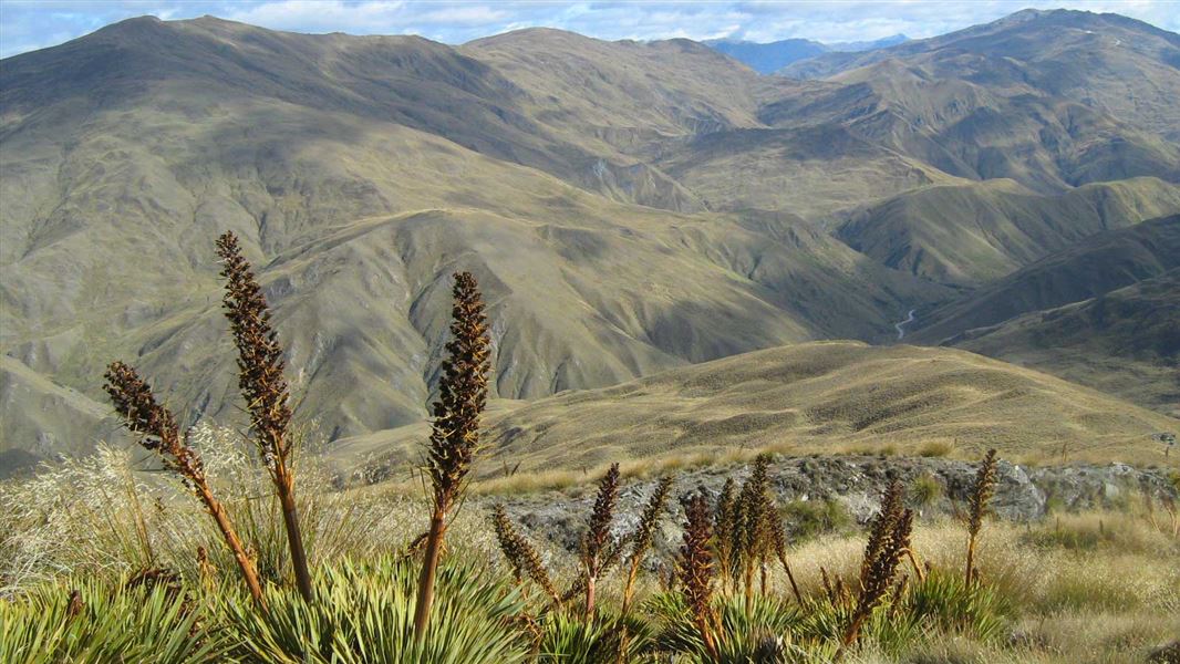 Rock Peak, Pisa Conservation Area