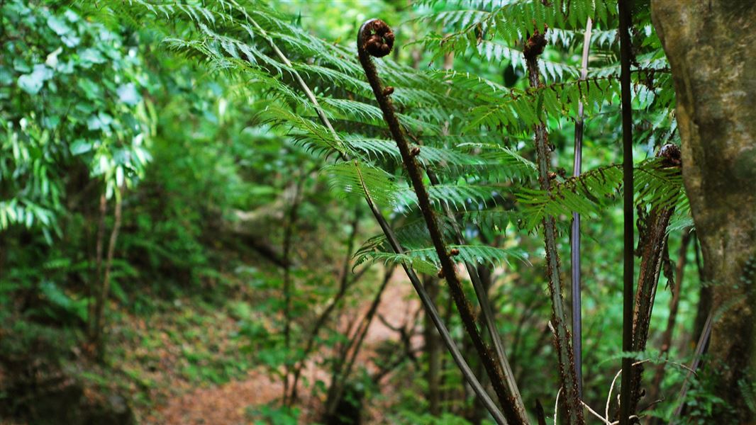 Nga Taonga Nature Walk. 