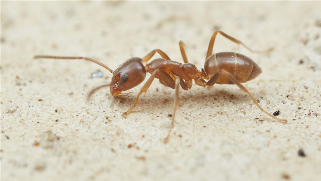 Argentine ant. 