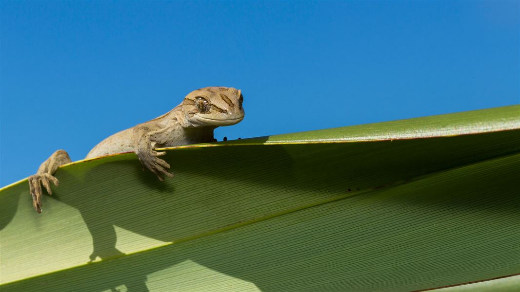 Stephens Island striped gecko