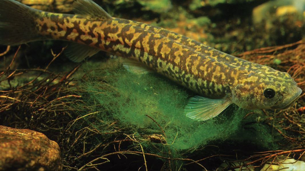 Southern flathead galaxias. 