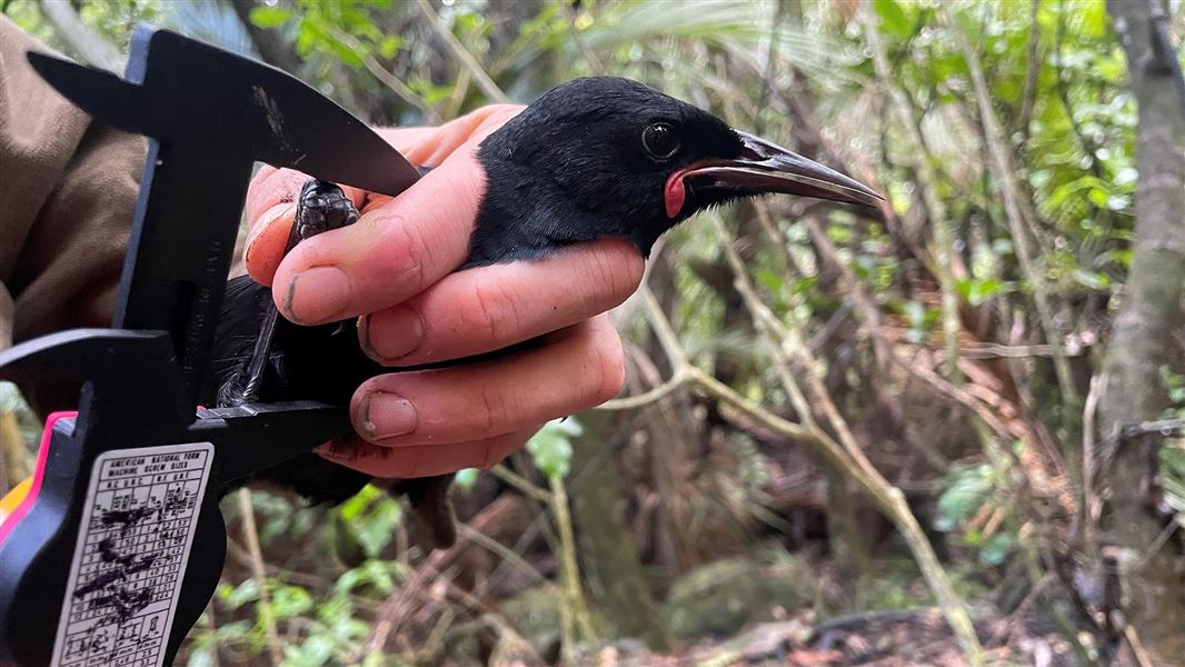 A small, black bird being held in hand while it is measured.