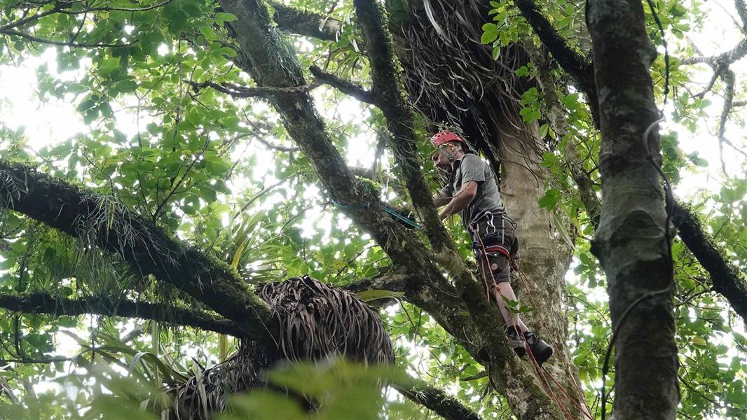 A worker in harness up a mossy tree.