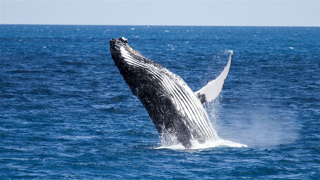 Humpback whale coming out of water in breach.