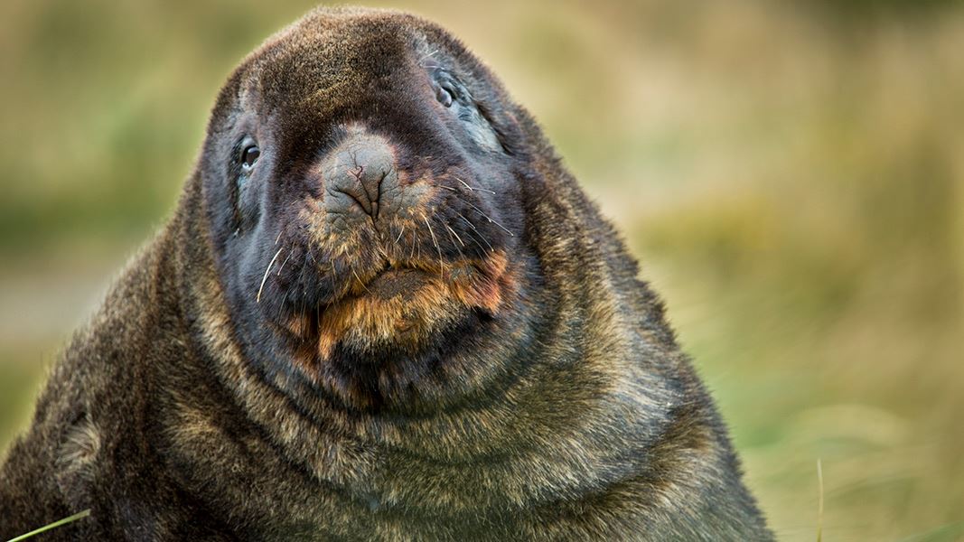 Close up of male New Zealand sea lion. 