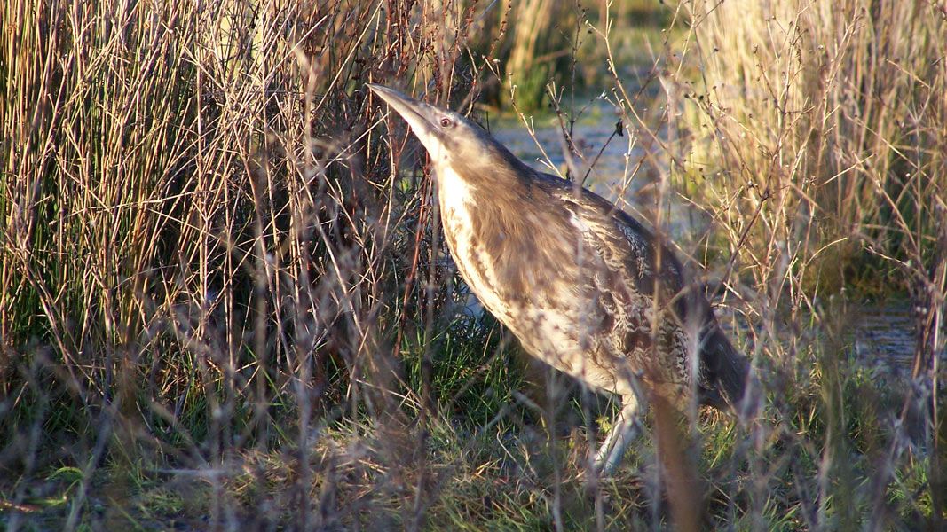 Australasian bittern. 