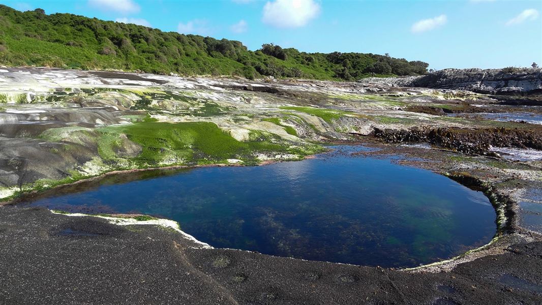 Rock pool on Chatham Islands. 