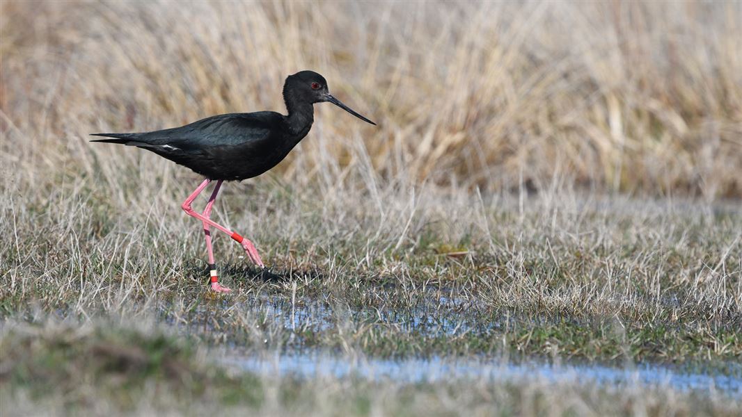 Black stilt. 