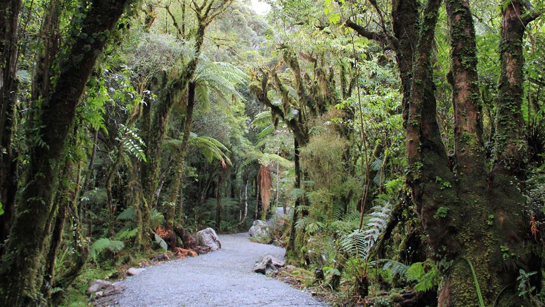 Westland Tai Poutini National Park. 