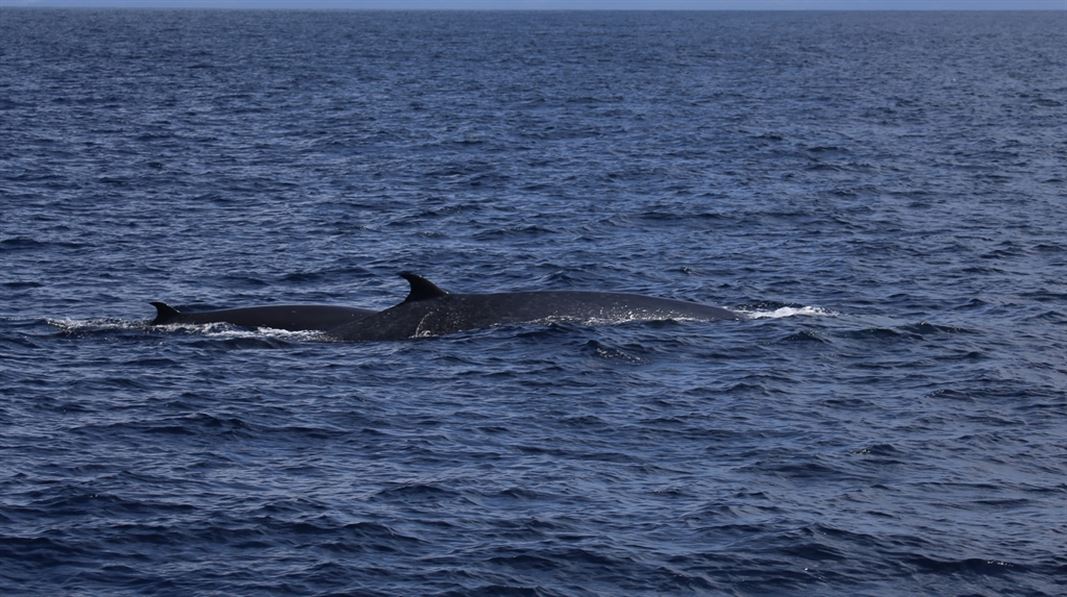 A Byrde's whale with her calf