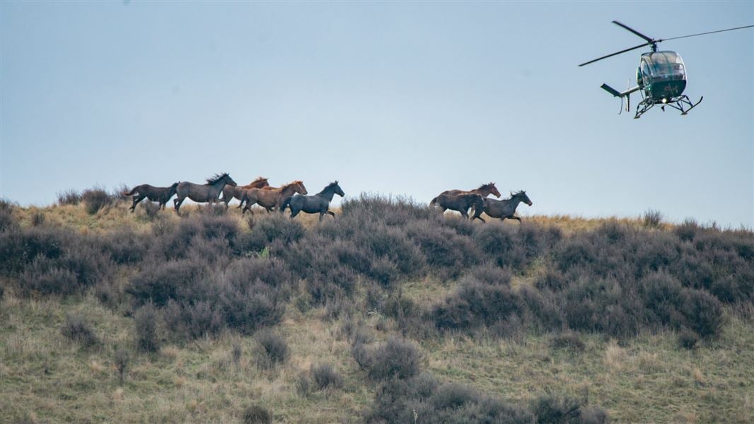 Helicopter taking part in 2018 horse muster.