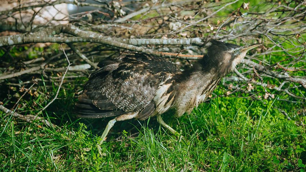 Bittern bird at Auckland Zoo on grass amongst sticks. 