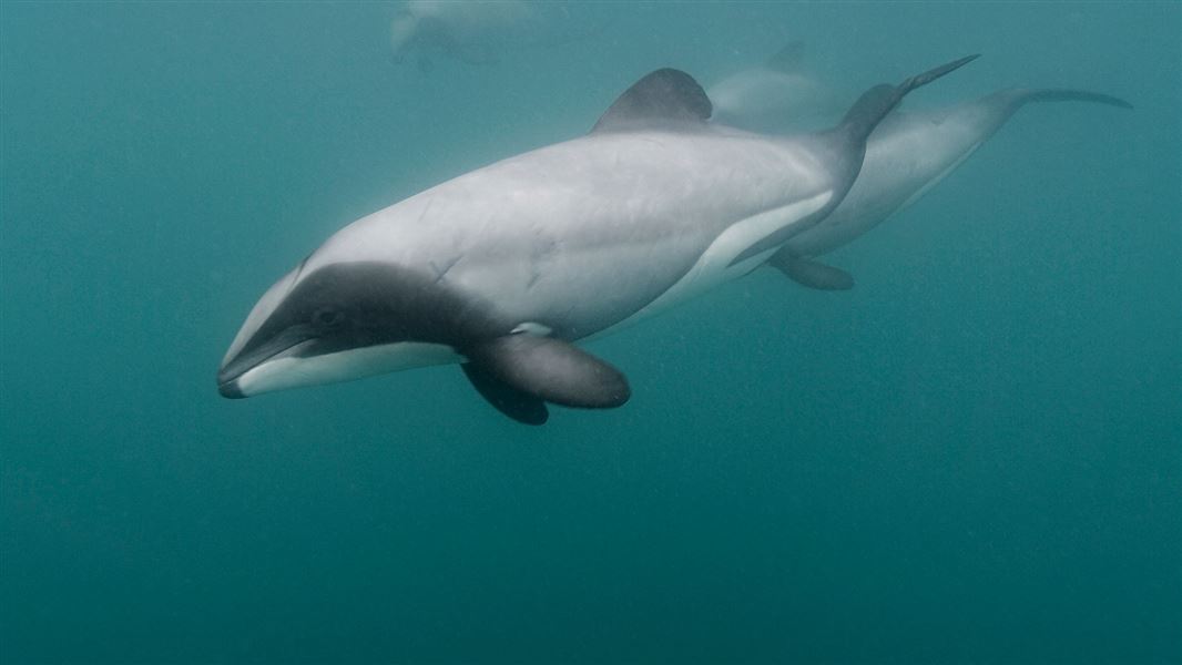 Three Hector's dolphins swimming through the water.