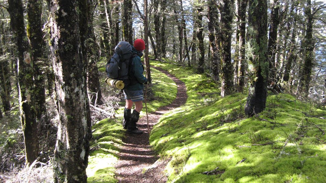 Hiker, in Kaweka Forest Park. 