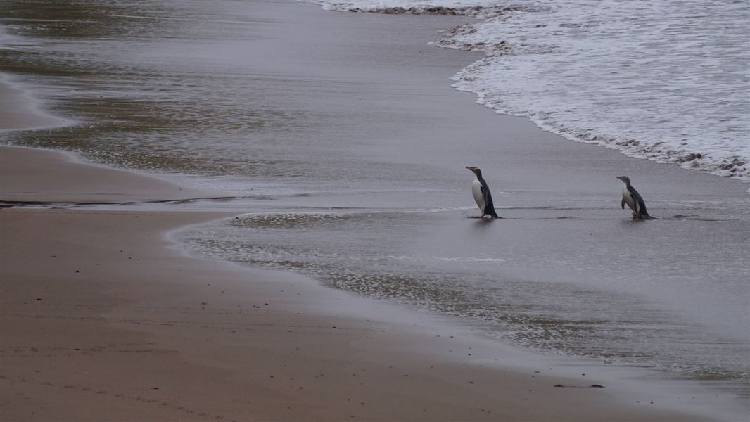 Yellow-eyed penguin/hoiho.