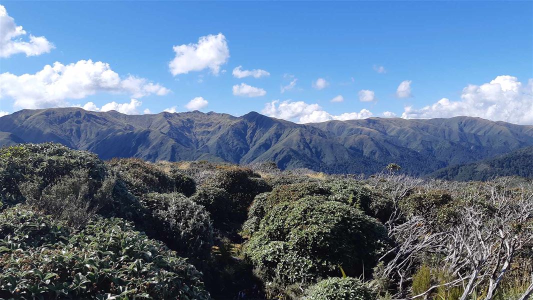 View of the Ruahine Ranges on the track between Leon Kinvig Hut and the main range.