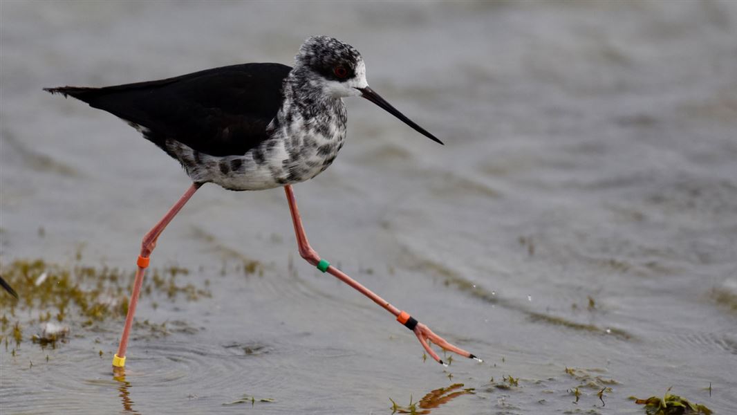 Black stilt/kakī, Godley River valley. 