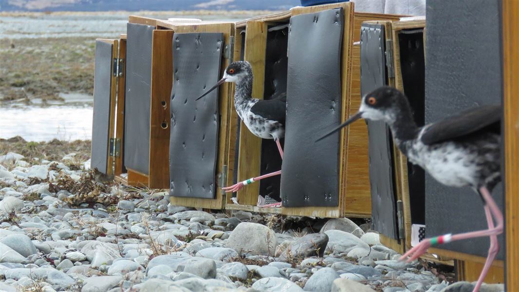 Kakī leaving boxes