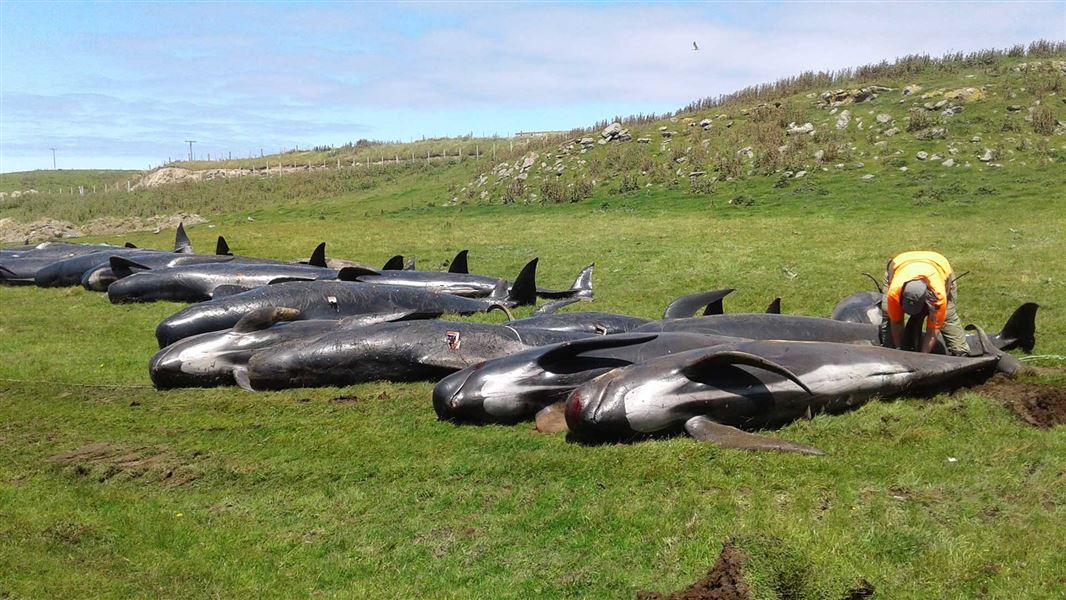 Preparing the dead pilot whales for burial. 