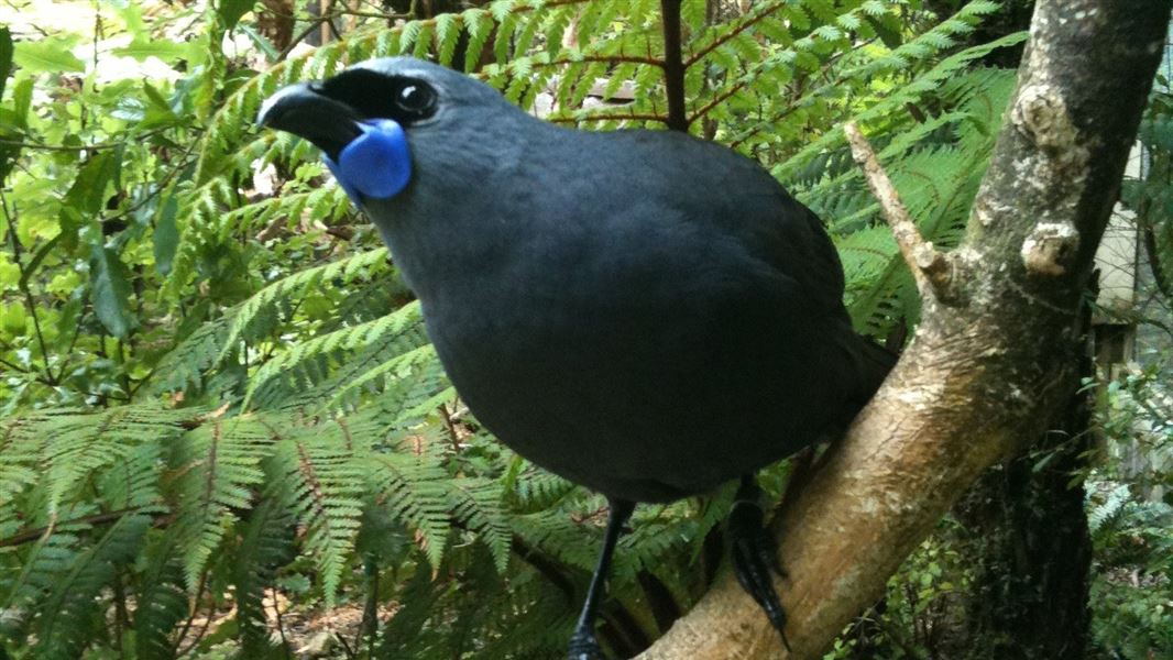 A black bird on a tree branch with blue jowls.