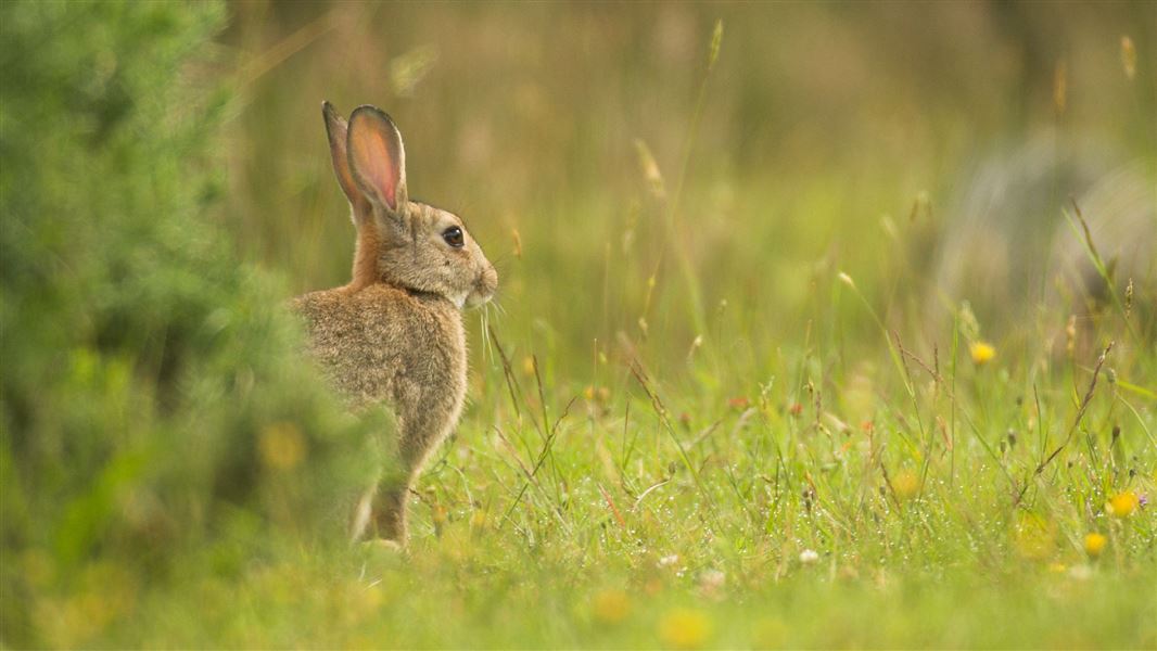 Rabbit, Arthur's Pass National Park.