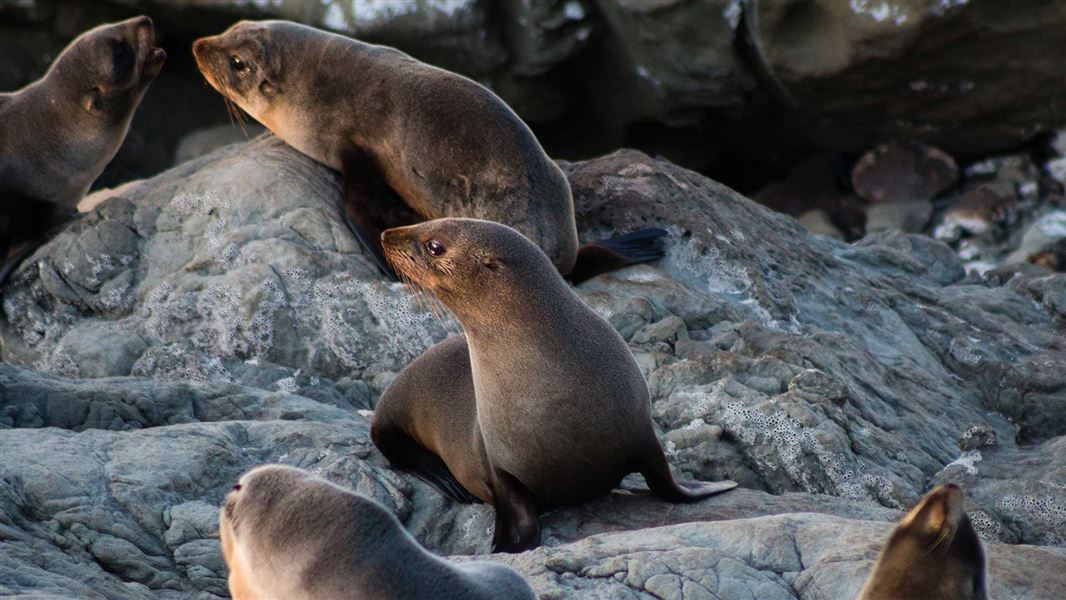 NZ fur seals on rocks. 