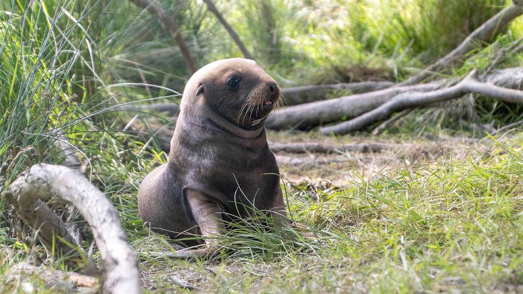 Sea lion pup at Tuapeka, February 2024 