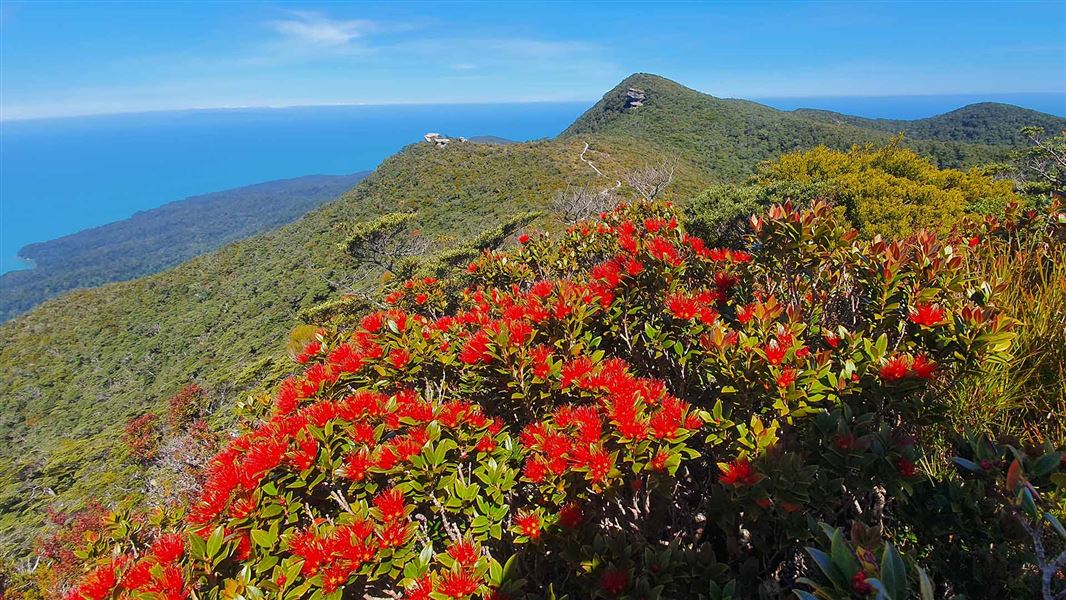 Southern rata in bloom at the Hump Ridge Track with the ocean in the background.