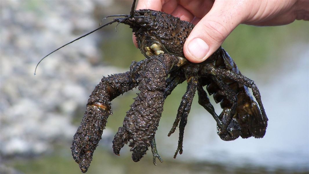 Freshwater crayfish/koura. 