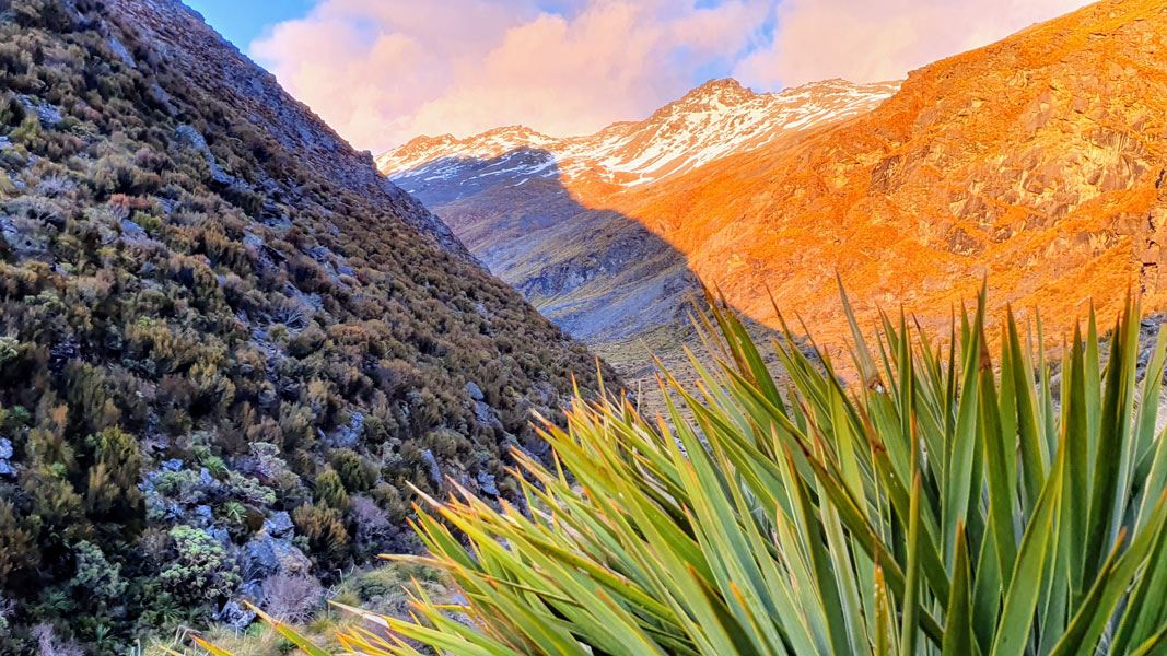 Speargrass in the Remarkables.