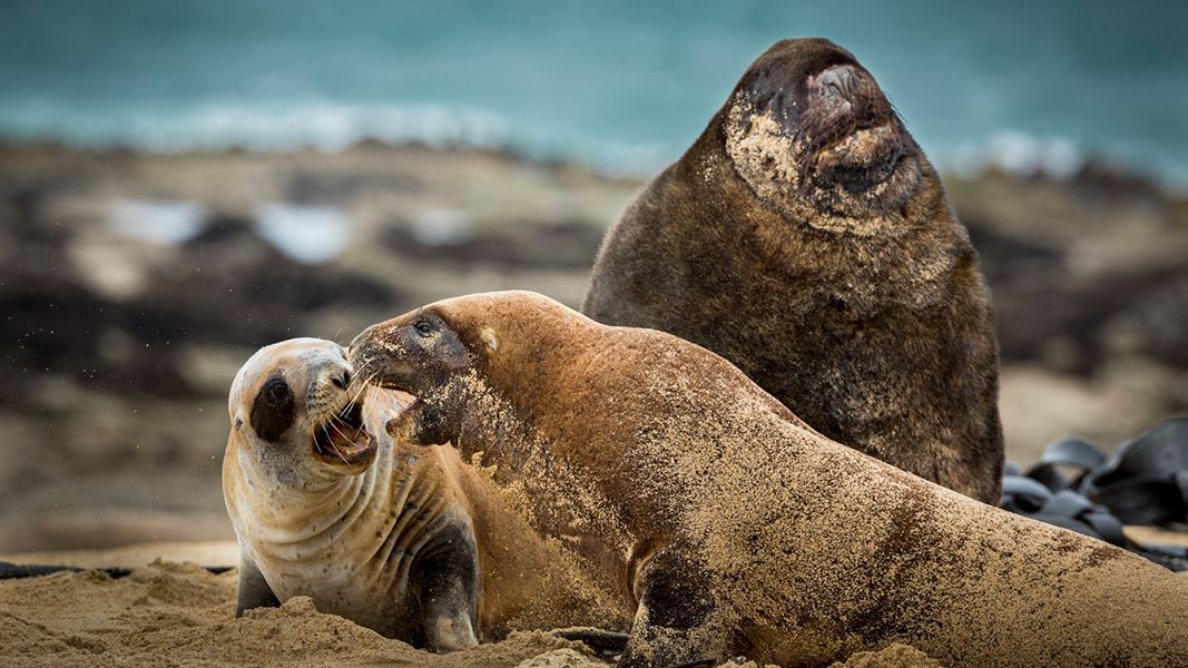 Male and female sea lions on beach. 