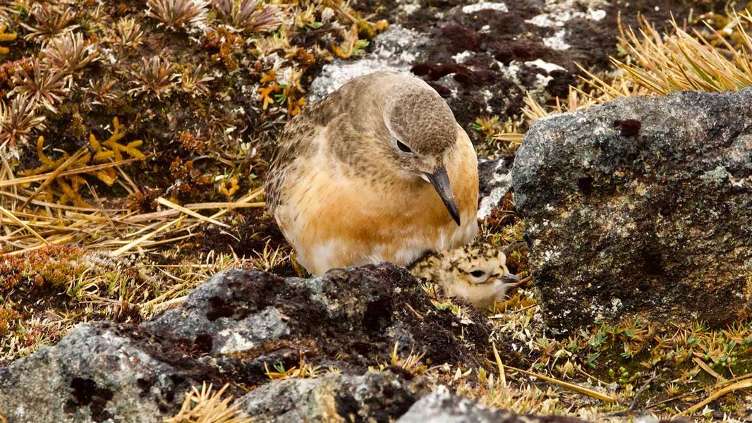 Southern dotterel parent and chick on Mt Rakeahua.