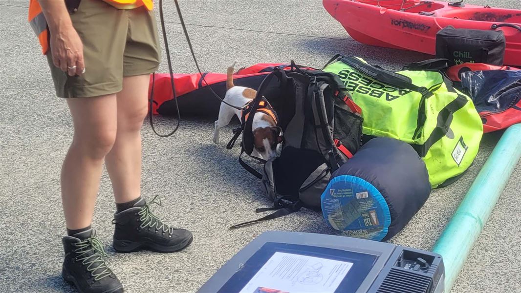 Detection dog Pru inspecting gear. 