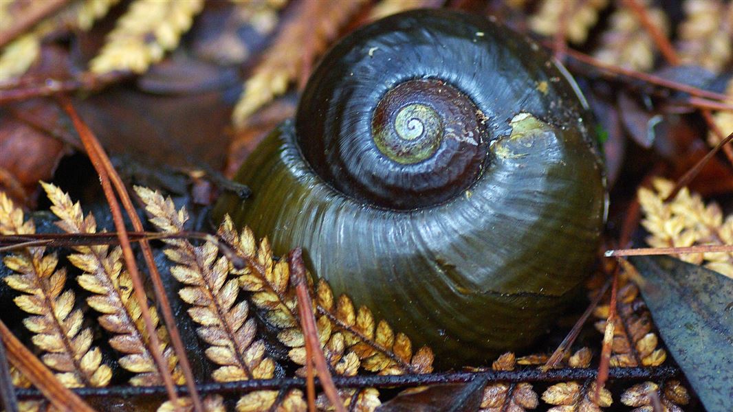 Kauri snail shell. 