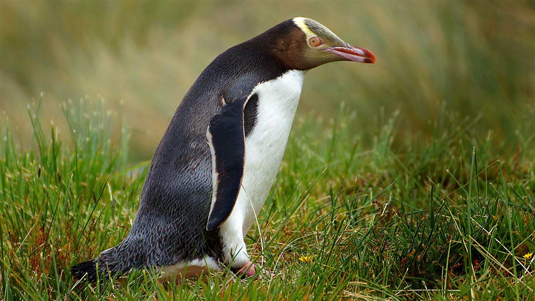 Yellow-eyed penguin/hoiho. 