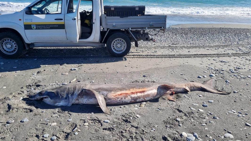 Rare basking shark on the beach in South Westland.