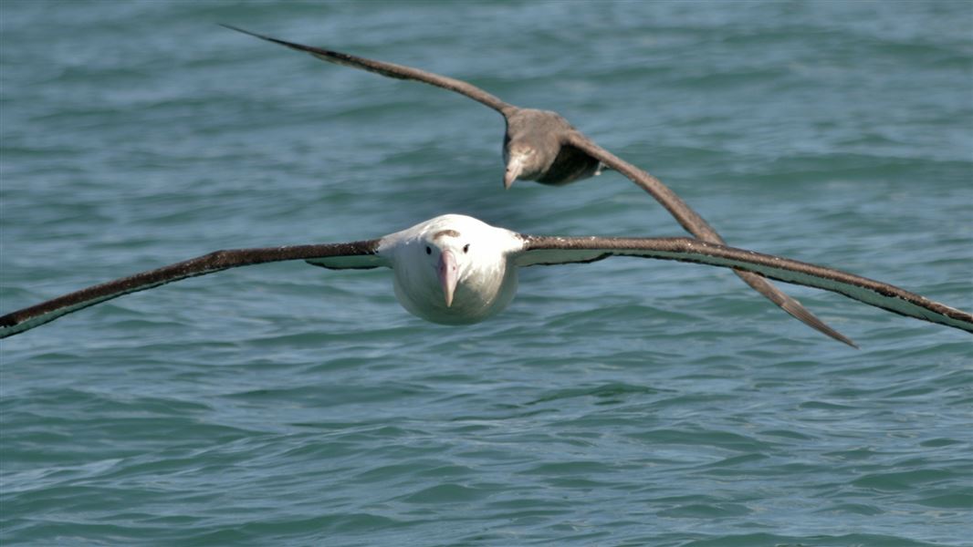 Northern giant petrel behind Gibson's wandering albatross. 