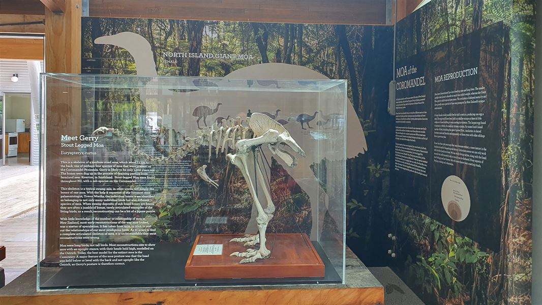 Moa skeleton on display in glass case.