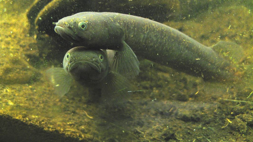 Brown mudfish. 