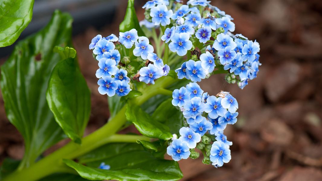 Chatham Island forget-me-not. 