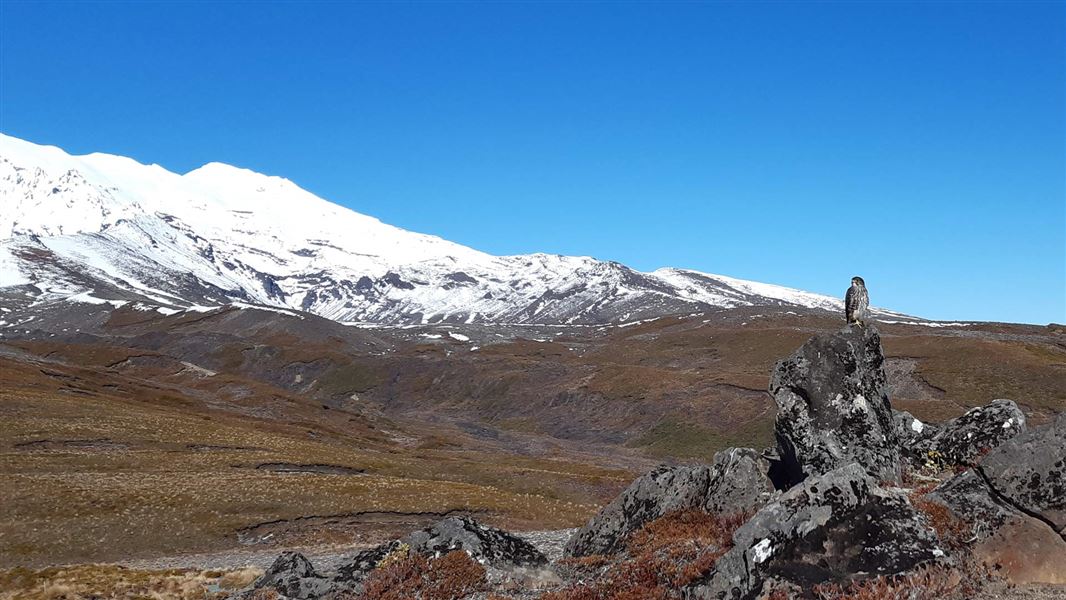 Karearea on a boulder in Tongariro National Park.